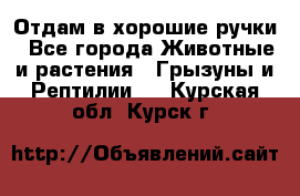 Отдам в хорошие ручки - Все города Животные и растения » Грызуны и Рептилии   . Курская обл.,Курск г.